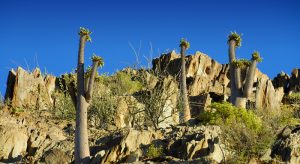 nama people namibia halfmens tree