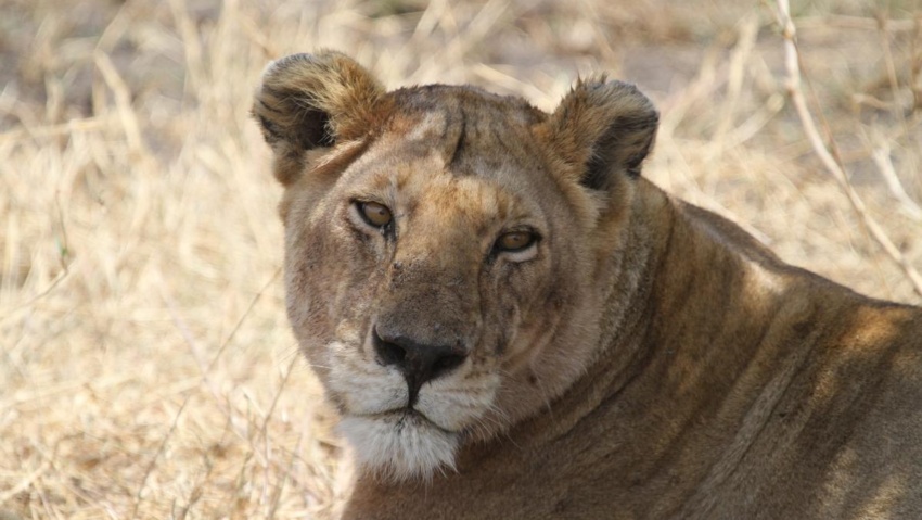 lion leone exploringafrica safariadv romina facchi