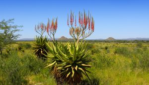 herero people namibia aloe littoralis