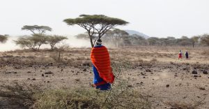 maasai woman walks in the savannah