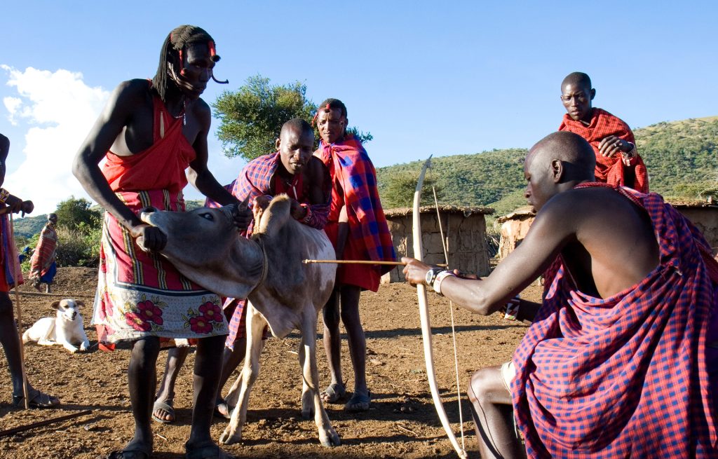 maasai use cow blood like food