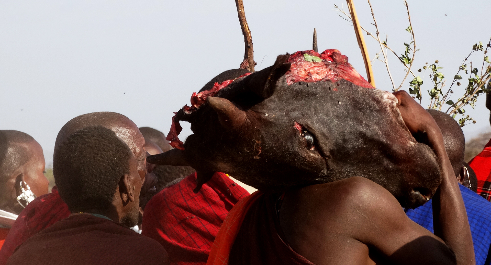 maasai ritual bring a cow head