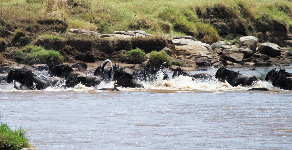 The Great Migration in Serengeti National Park: crossing Mara River