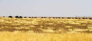 The Great Migration in Serengeti National Park: wildebeests and zebras start to go to north to Maasai Mara River