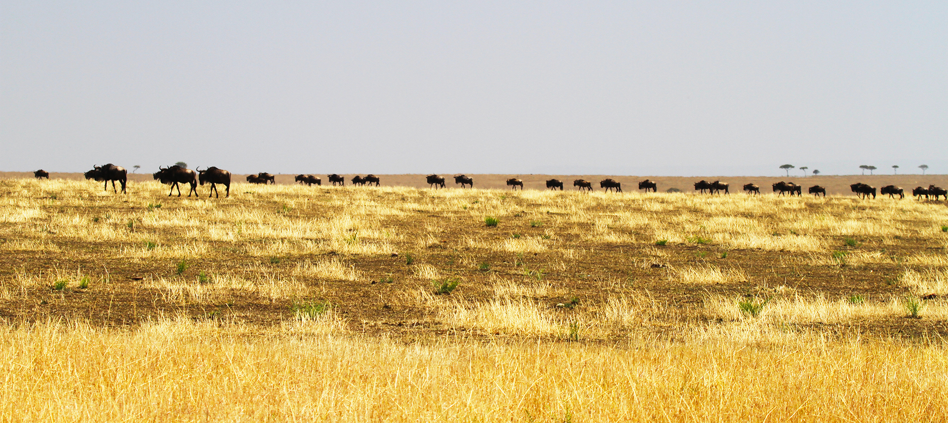 The Great Migration in Serengeti National Park: wildebeests and zebras start to go to north to Maasai Mara River