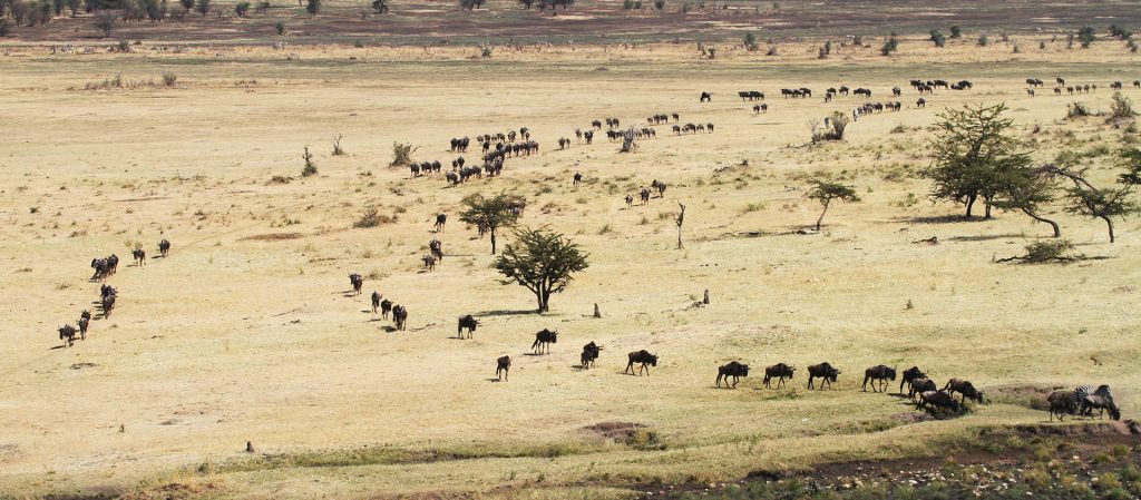 The Great Migration in Serengeti National Park: wildebeests and zebras go back to north to Maasai Mara River