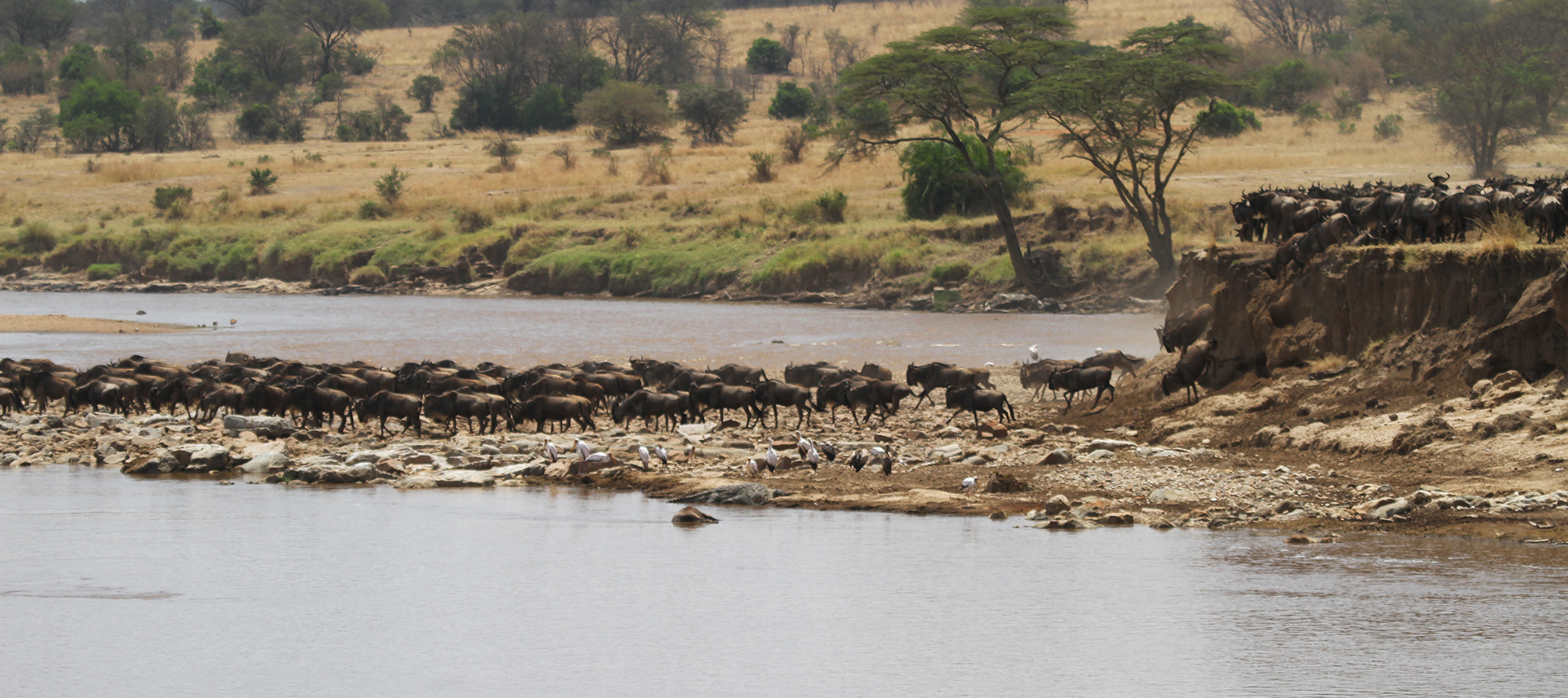 The Great Migration in Serengeti National Park: wildebeests and zebras cross the Mara River