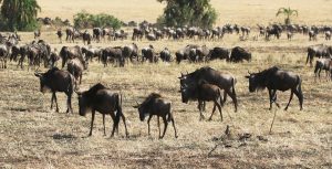 The Great Migration in Serengeti National Park: pasture in Masai Mara and North Serengeti plains, mothers are pregnant again