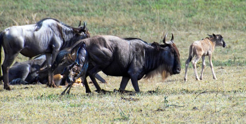 The Great Migration in Serengeti National Park: in january and february wildebeests gave birth their babies