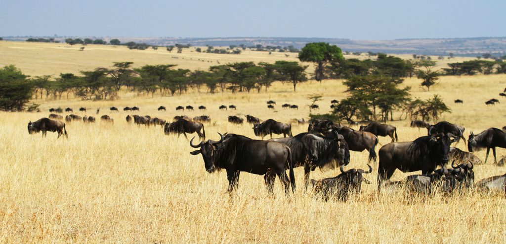 The Great Migration in Serengeti National Park: crossing Mara River: going to north looking for new pastures during the dry season