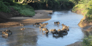 The Great Migration in Serengeti National Park in Tanzania: Grumeti river