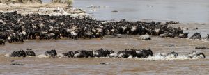 The Great Migration in Serengeti National Park in Tanzania:crossing Mara River, beautiful landscape with thousands of wildebeest aka gnus and zebras