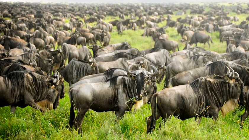 The Great Migration in the south of Serengeti National Park in Tanzania