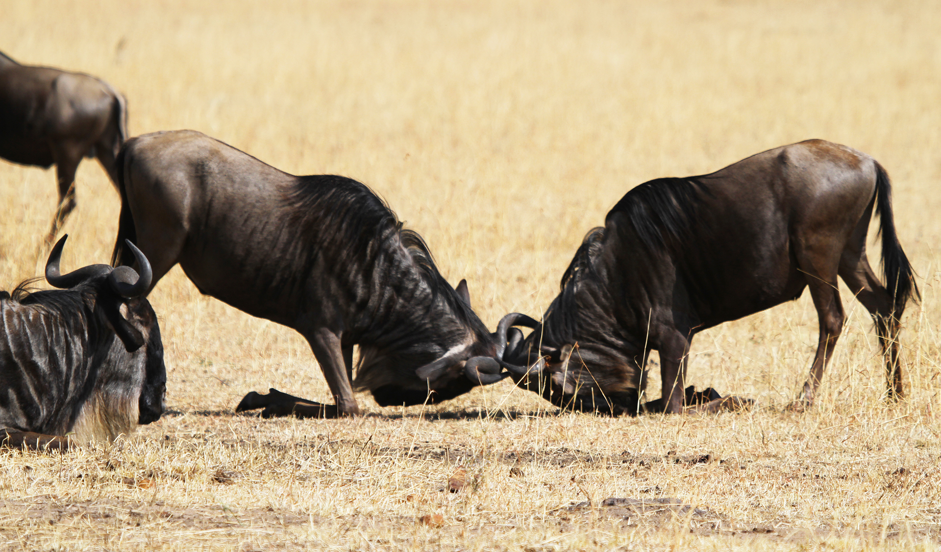 The Great Migration in Serengeti National Park: fighting for females