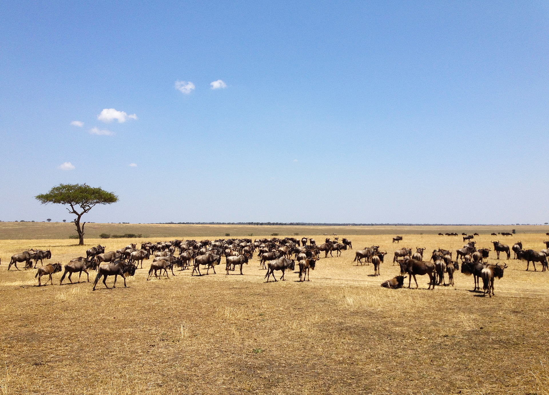 The Great Migration in Serengeti National Park in Tanzania: beautiful landscape with acacia and thousands of wildebeest aka gnus