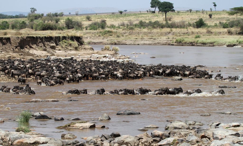 The Great Migration in Serengeti National Park in Tanzania: crossing Mara River, beautiful landscape with acacia and thousands of wildebeest aka gnus