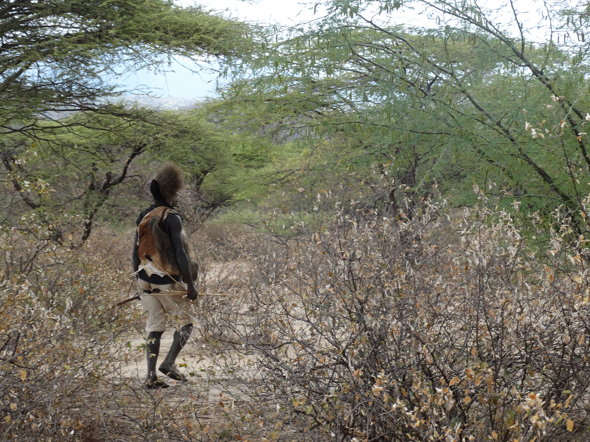 hadzabe hunter walks in the bush