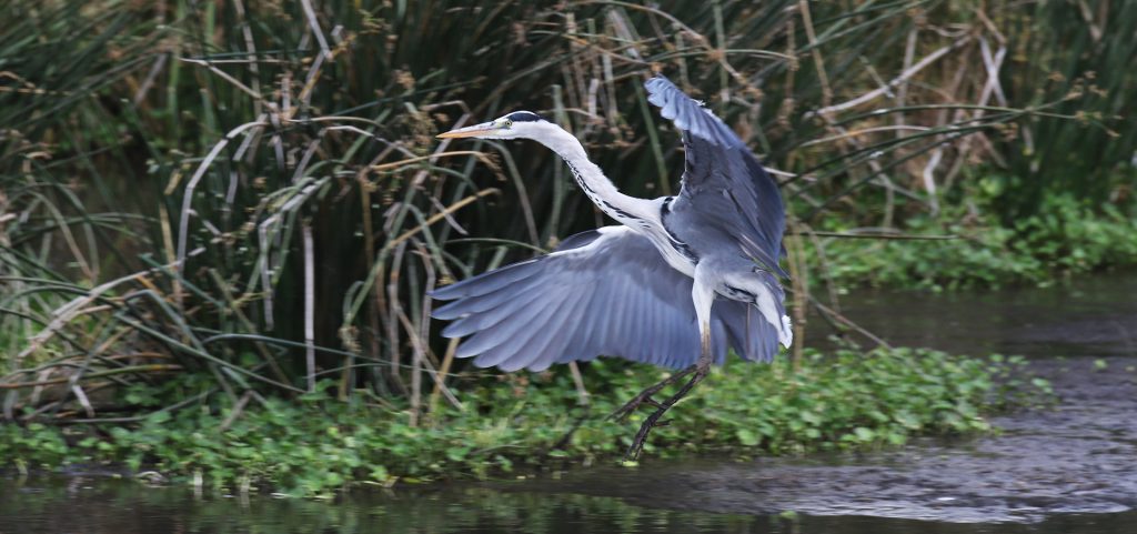 grey heron in Ngorongoro Conservation Area africa