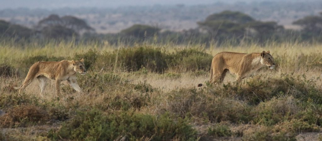 lion in Amboseli National Park