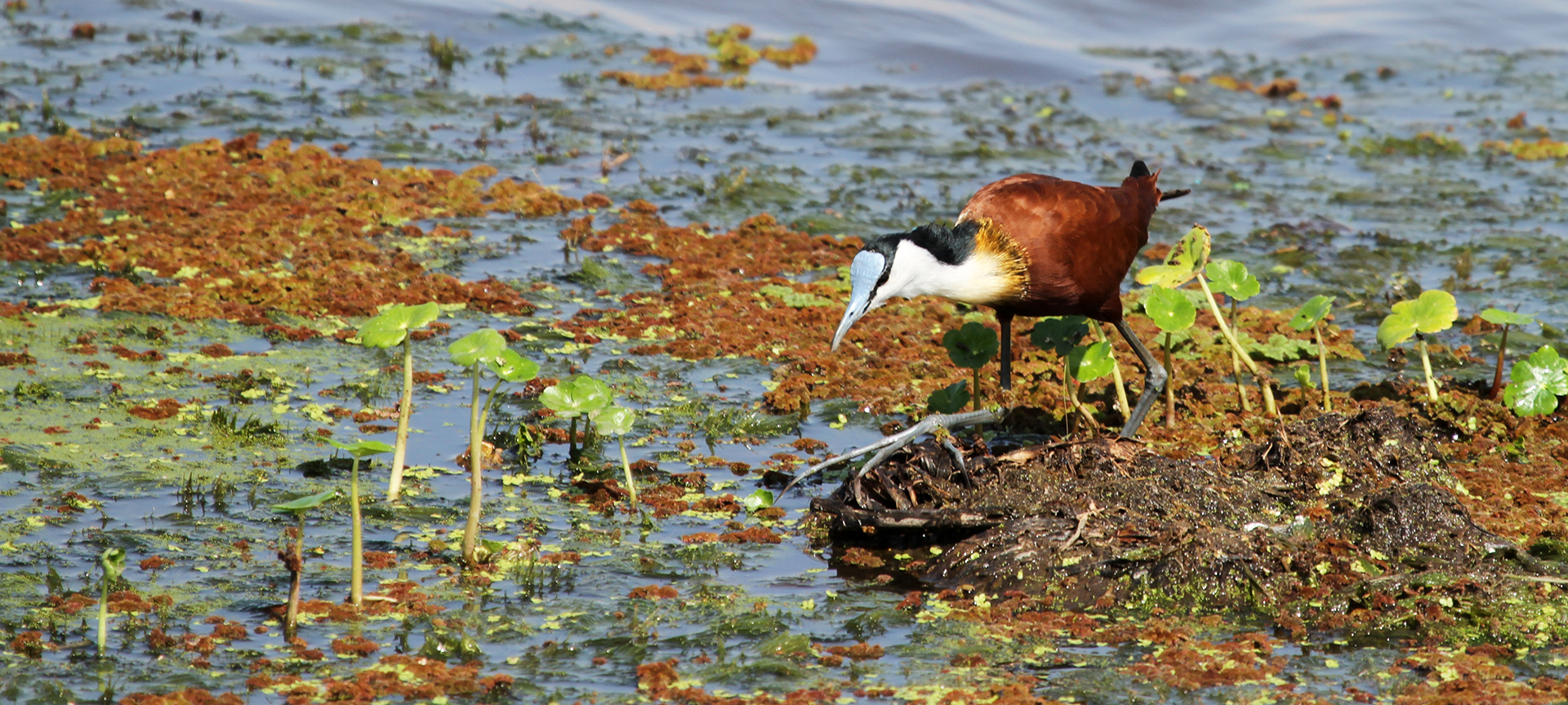 an african jacana hunt in Amboseli National Park