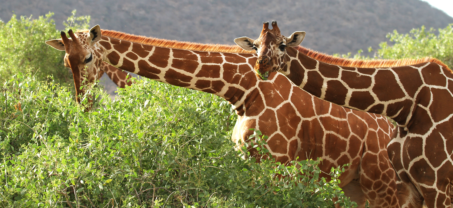 Samburu National Reserve amazing reticulated giraffes