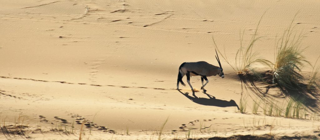 namib-naukluft national park namib desert namibia gemsbok