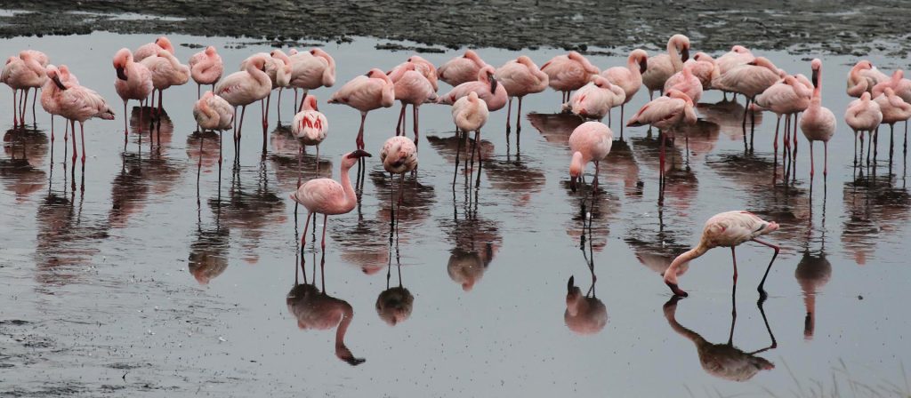 arusha tanzania romina facchi africa exploringafrica lesser flamingo