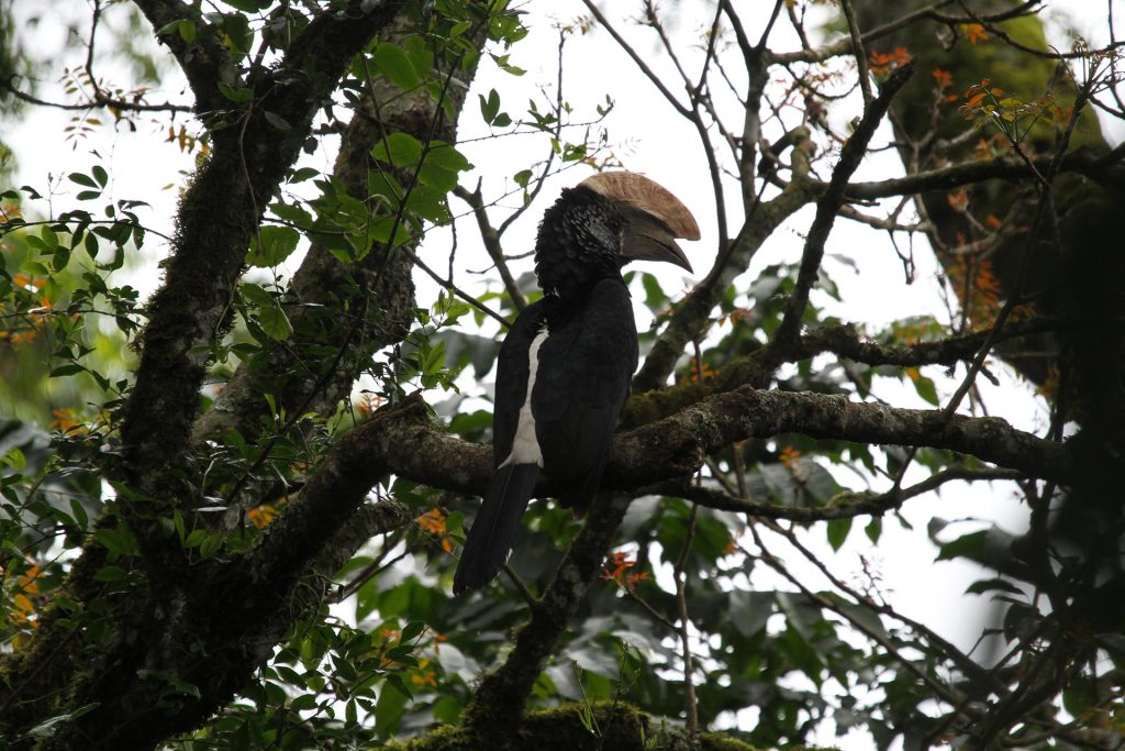 arusha tanzania romina facchi africa exploringafrica silvery cheecked hornbil