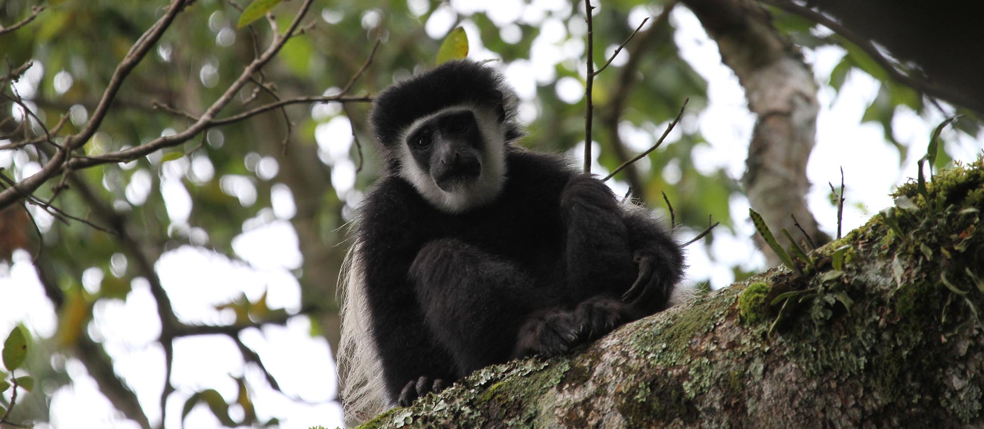 Arusha National Park: Angola White and Black Colobus, Colobus angolesis tanzania africa