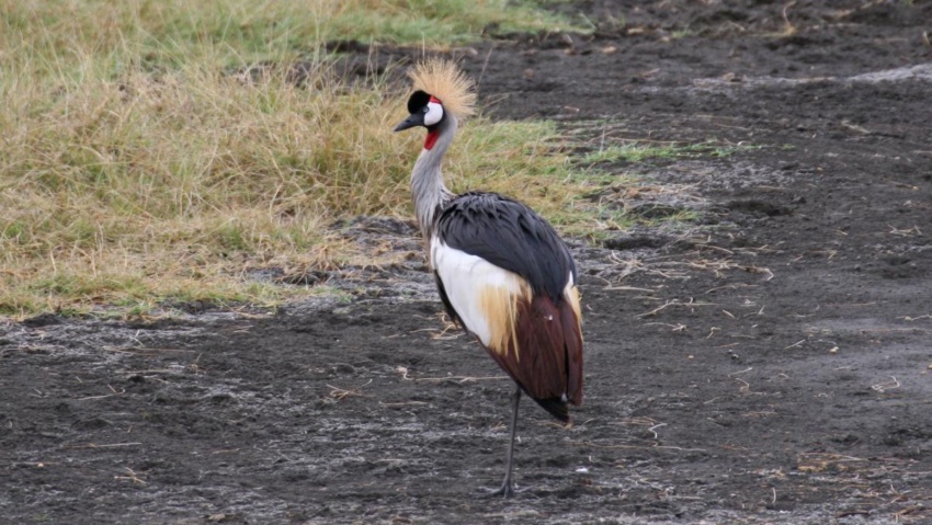 arusha NP tanzania romina facchi exploringafrica safariadv safari travel