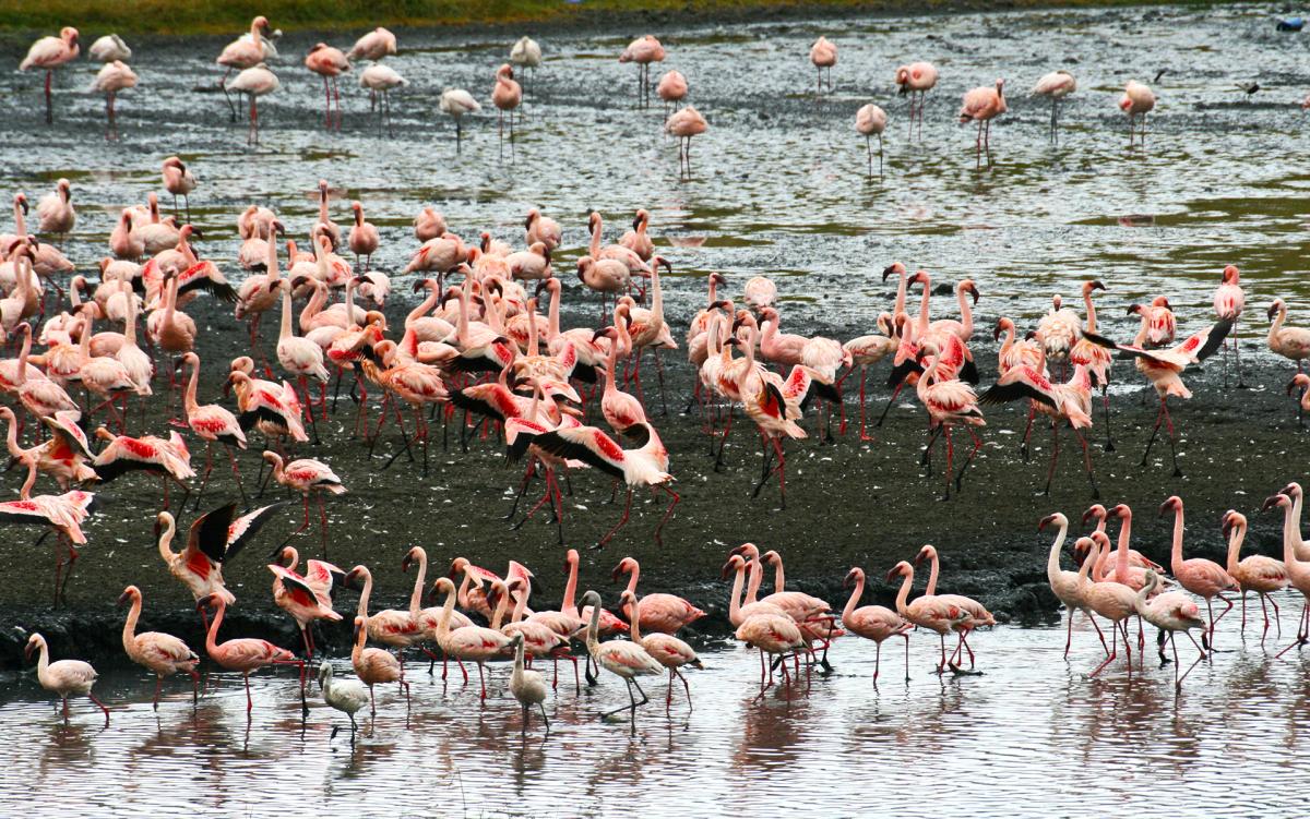 arusha NP tanzania romina facchi exploringafrica safariadv safari travel