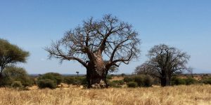 Tarangire National Park: majestic baobab adansonia digitata