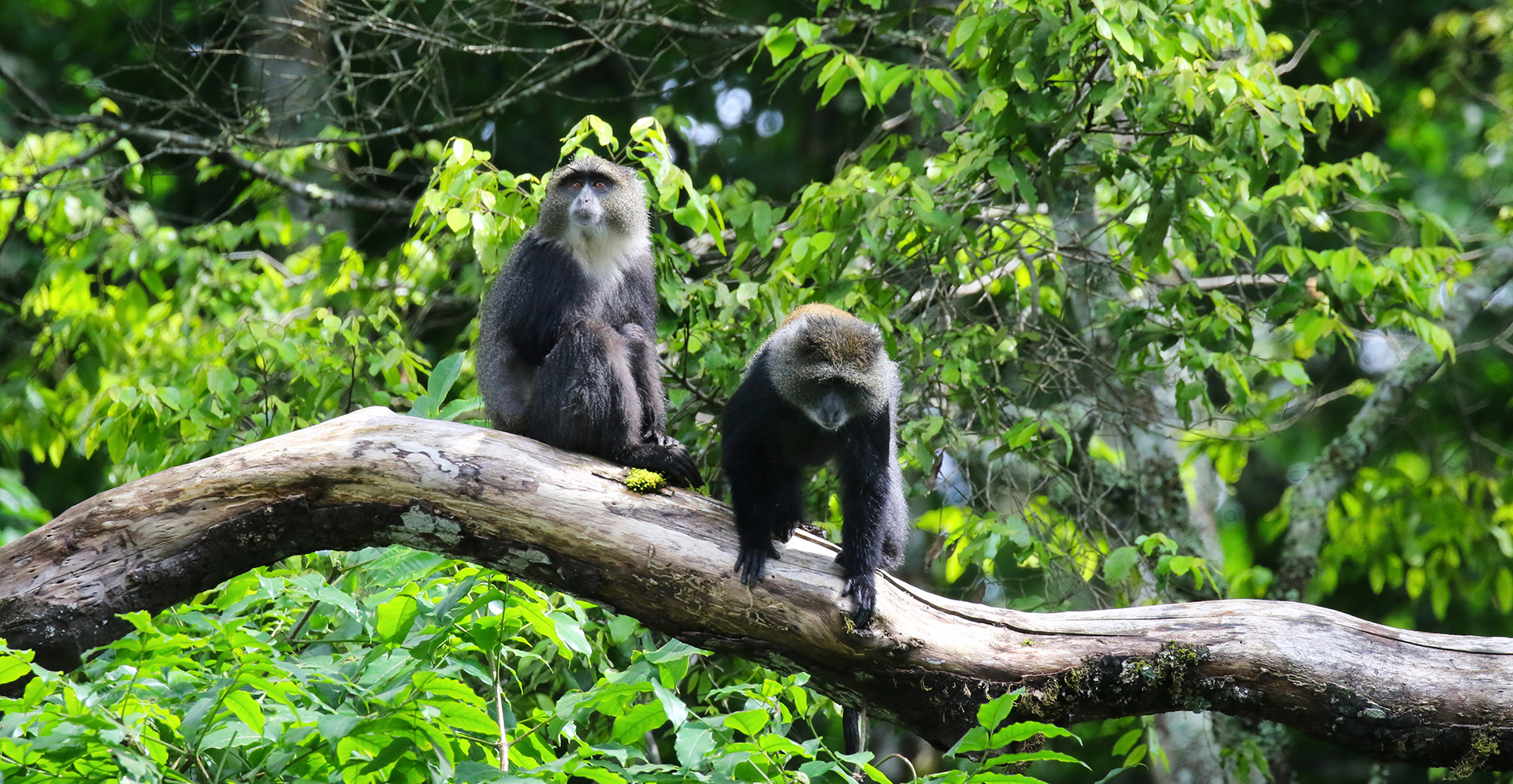 arusha tanzania romina facchi africa exploringafrica blue monkey