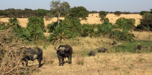 Serengeti National Park: Buffalos