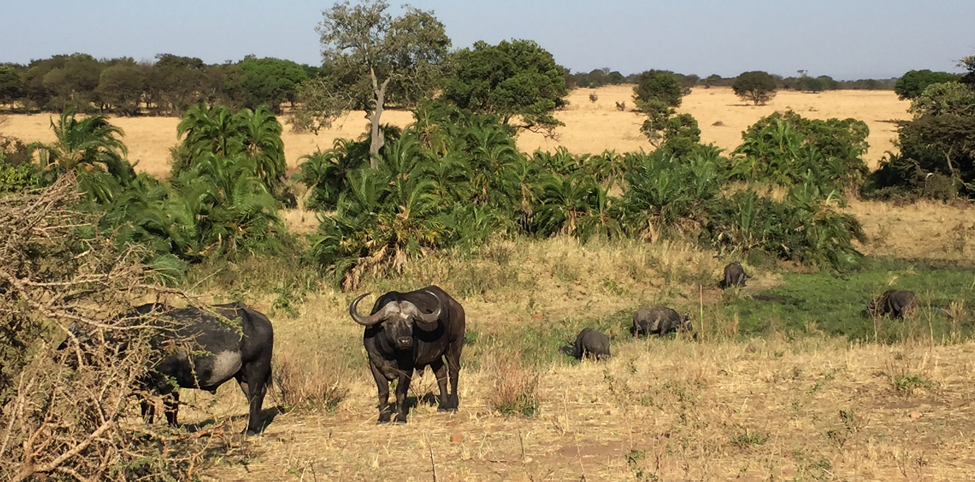 Serengeti National Park: Buffalos