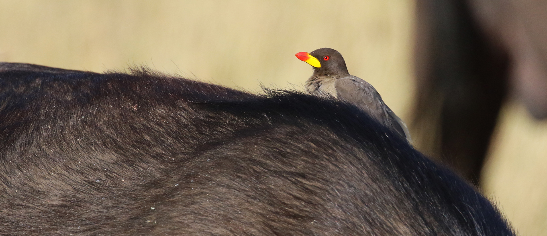 masai mara exploringafrica savannah romina facchi safariadv Ol Kinyei Conservancy