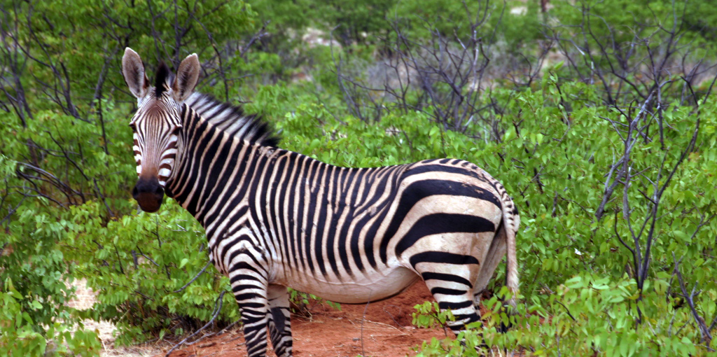 the Etosha National Park is the home of mountain zebra namibia africa