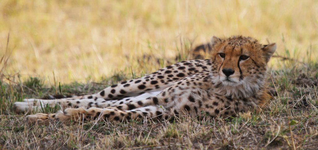 Northern Serengeti: cheetah in the shadow