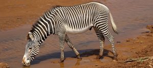 Samburu National Reserve where you can find the grevy zebra kenya romina facchi