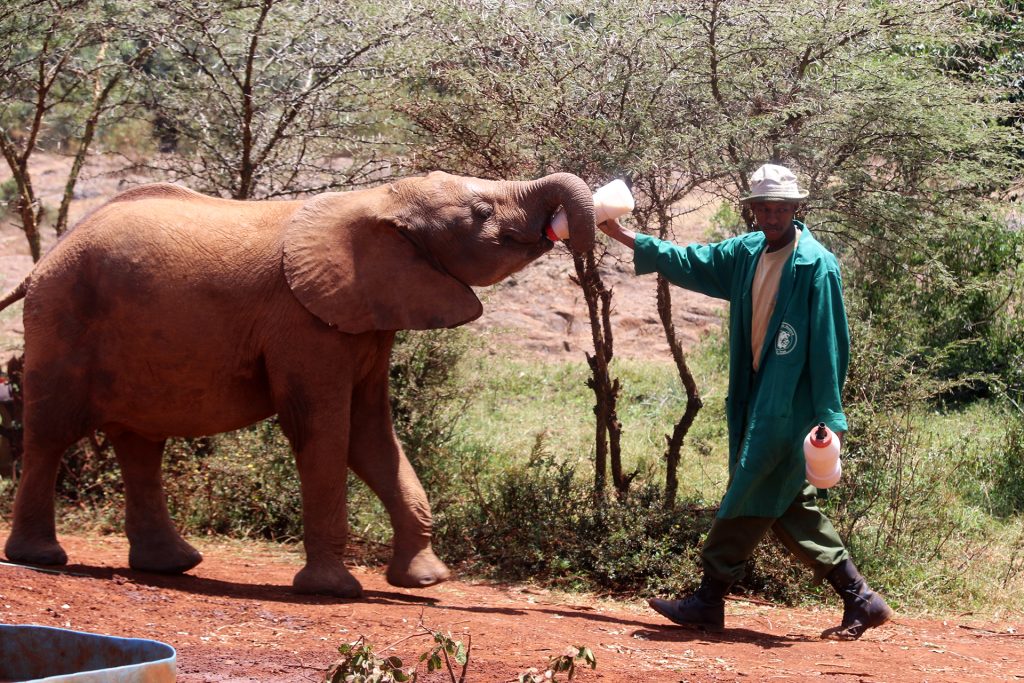 nairobi kenya david sheldrick wildlife romina facchi exploringafrica africa