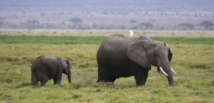 Amboseli National Park well knows as the "elephants park" here there are the most beautiful elephants in all Africa