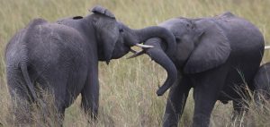 Amboseli National Park well knows as the "elephants park" here there are the most beautiful elephants in all Africa