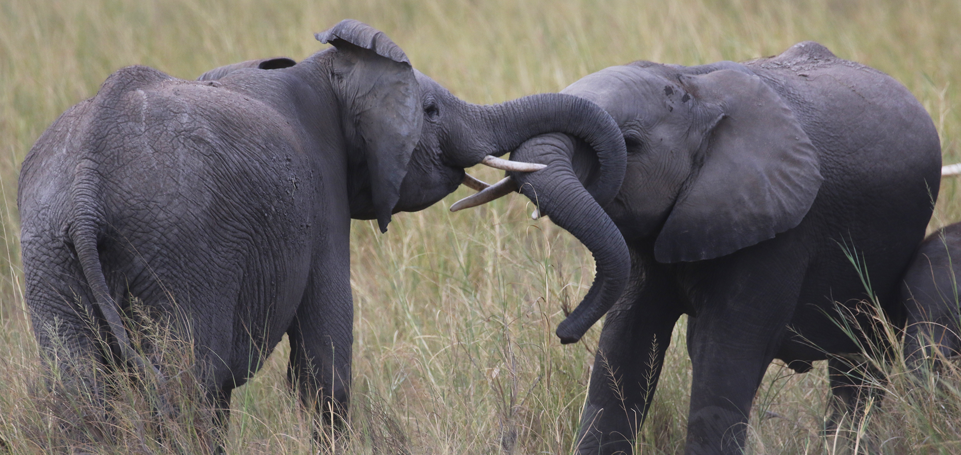 Amboseli National Park well knows as the "elephants park" here there are the most beautiful elephants in all Africa