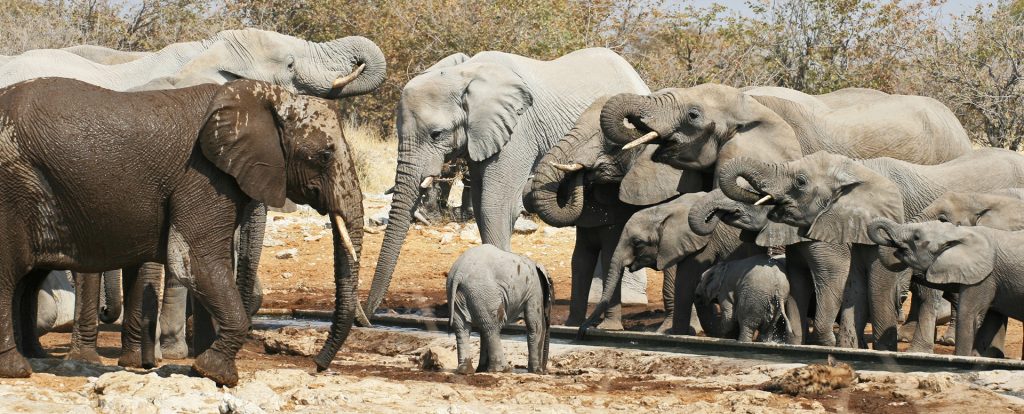 Etosha National Park pan and elephants Namibia Romina Facchi Africa