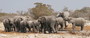 ghost elephants roaming in Etosha National Park namibia africa romina facchi