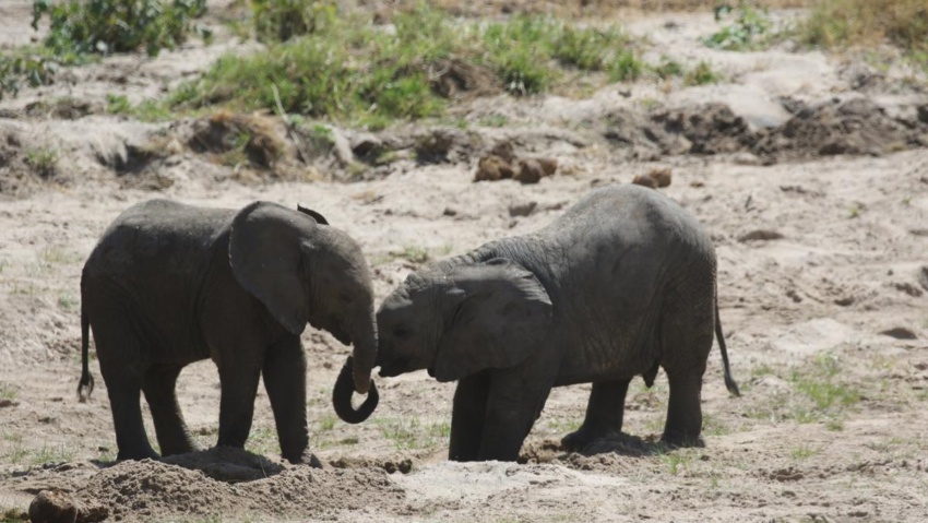 tarangire exploringafrica safariadv romina facchi travel safari