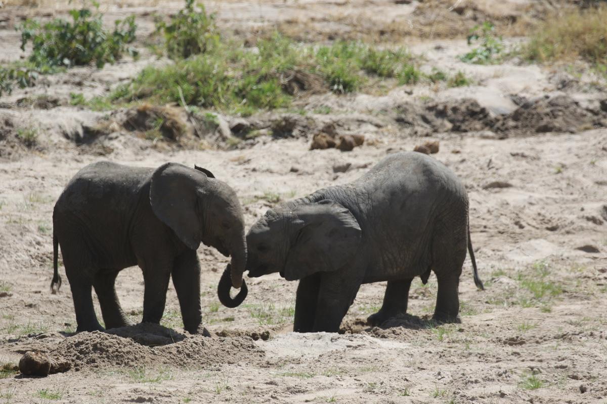 tarangire exploringafrica safariadv romina facchi travel safari