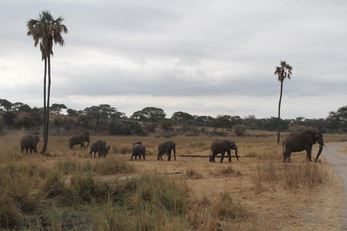 exploringafrica safariadv romina facchi