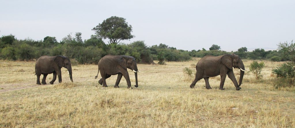 elephants walking in Masai Mara National Reserve