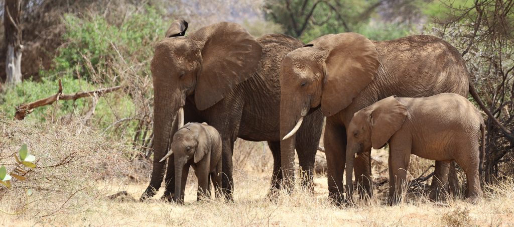 elephants at Samburu National Reserve kenya romina facchi